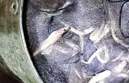 ������ ��������� ������� ��������� ������� ����� 1600 ���