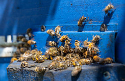 В Бурятии зарегистрирован очаг нозематоза пчёл