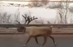 В Иркутске из передвижного зоопарка сбежал северный олень