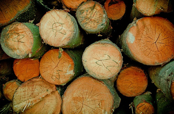 В Бурятии «чёрный лесоруб» спилил деревьев на 21 тысячу рублей 