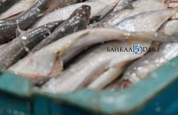 � ������� ���������� ����������� ��-�� 43 �����