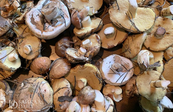В Бурятии вовсю раскрывают грибные места 