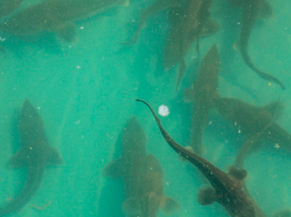 � ������ ��������� 20 ����� ������� �����