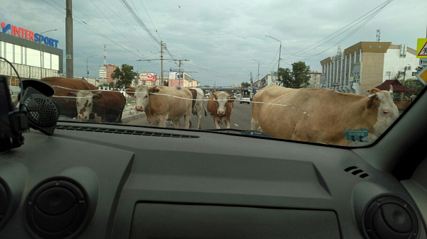 В Улан-Удэ по улицам разгуливало стадо коров (фото)