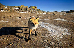 ������ ������������� �������� ����� ���