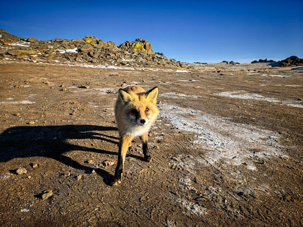 ������ ������������� �������� ����� ���