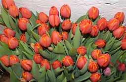 �������� �� ������� ����� � ����-���