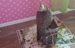 ����������� ������� �� ������� �������� ������ ������� �������� 