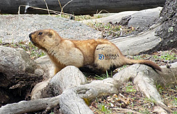 � ��������� ������� �������� �������� �� ����� �������� 