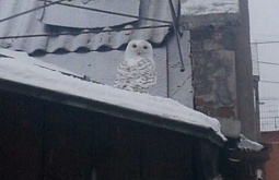 � ����� ����-��� �������� �������� ���� 