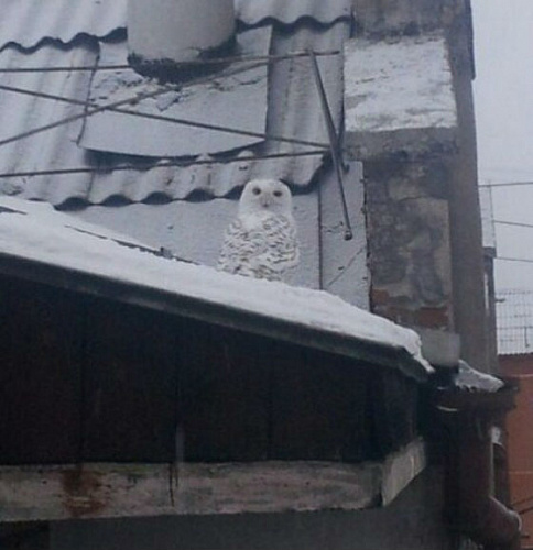 � ����� ����-��� �������� �������� ���� 