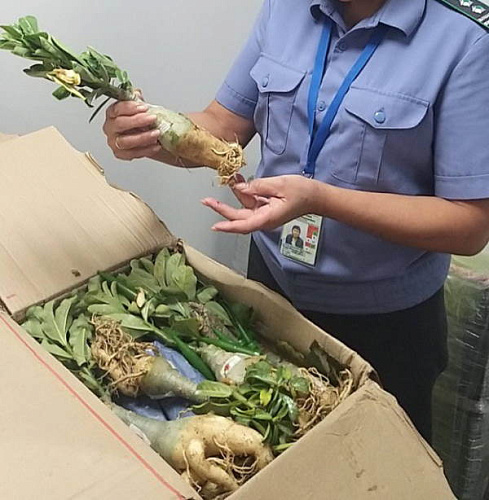 В Улан-Удэ у прилетевшего из Монголии пассажира изъяли растения в горшках 
