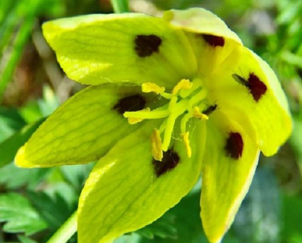 � ������� ����� ��������, ������� ������� ����� �� ����� 