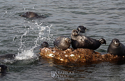 ������ ������ ����������� ����� 