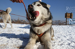 � ����-��� ������ ����� �� �������� �������� (������������)