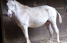 ������������� ������� ������� ������� ������ � ��������