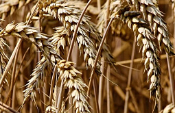 �� �������� � ����-��� ����� 39 ���� ������� ��� ���������� 