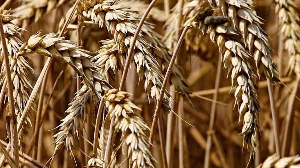 Из Иркутска в Улан-Удэ везли 39 тонн пшеницы без документов 