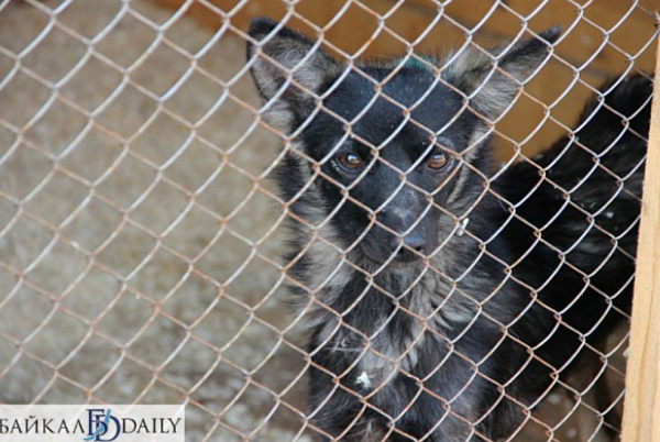 � ����-��� ������� ����� ������ ����� � ������