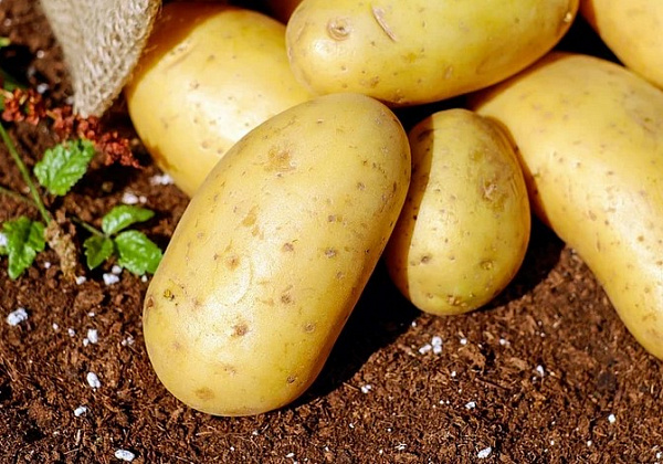 В Бурятии учитель необычным способом выращивает картошку