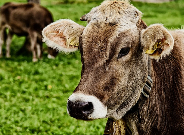 Двух жителей Бурятии накажут за отказ от вакцинации скота 