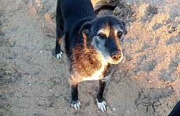 ��������� ������� ���� ����� ������