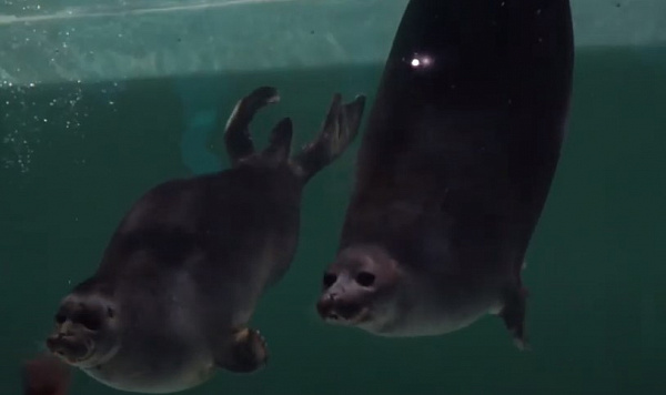 ���� ������� ������� � ������