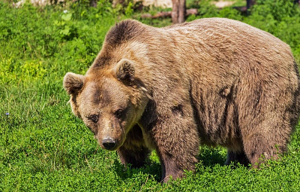Читинка создала петицию против отстрела медведей