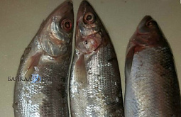 ������ ������� ������� 11 ����� � ���� �����������