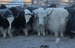 ����� ���������� ��������� ��������� � �������� �� ����� ����