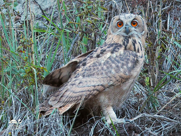 � ������� � ���� ������ ������ ������