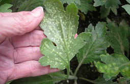 � �������� ���������� ��������� ����������� ���������� 