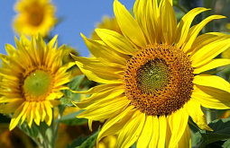 � ���������� ������� �� ��������� ��� ������ ������������