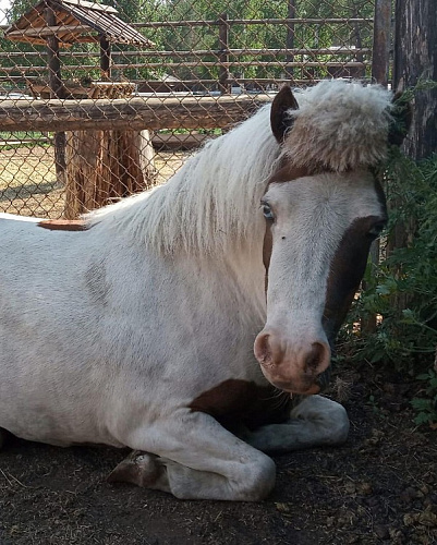 � ����-��� ���������� ��������� ���� �������� �����