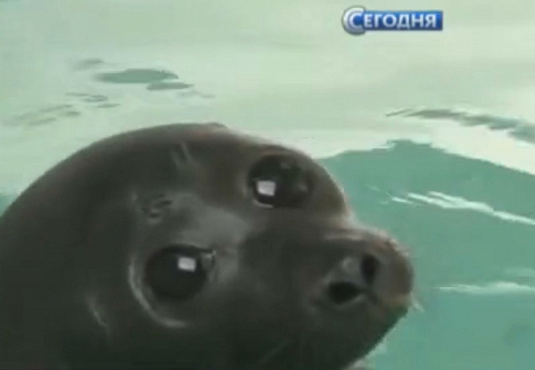 ������� ������ ����������� �����: 100 ����� �������� ������, ���������� ���������� 