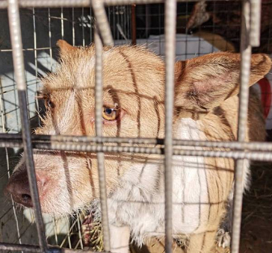 � ����-��� ������ ������� ���� �� ������ �����