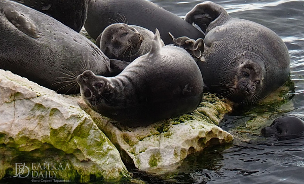 ��������� �������� ���� ���������� ���������� ���� �� �������