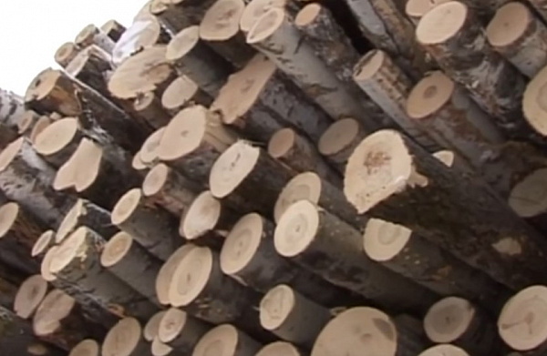 В Бурятии оштрафовали трёх лесозаготовителей