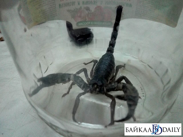 � ����-��� �� ��������� �������� ������� ��������� (����)