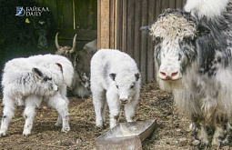 � ����-��� ��������� �� ���� �������, ������� ���� � ����������� �����