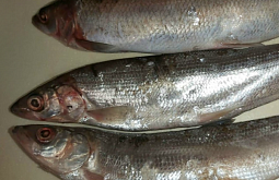 ������ �����: ��� ����������, ��� ����� �������� ���� ������� ����� �� �������