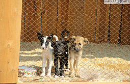 � ����-��� ����������� ����� �� ��������� ����� 