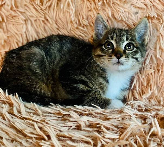 В Улан-Удэ волонтёры спасли котика с обожжёнными лапками