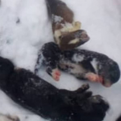 � ����-��� ����� ������ �� ������ ����� � ����� 