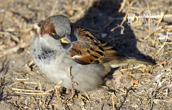 �������� � ����-��� �������� �������