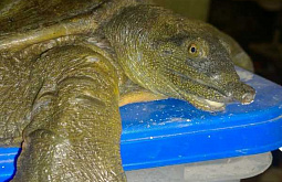 � ��������� ���������� �������� ������ 