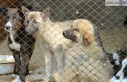 � ����-��� �� ������� �������� ������ ����� 