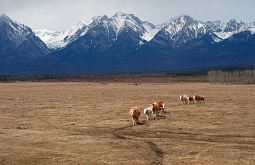 В Бурятии сельчан встревожило строительство завода для сжигания скотины