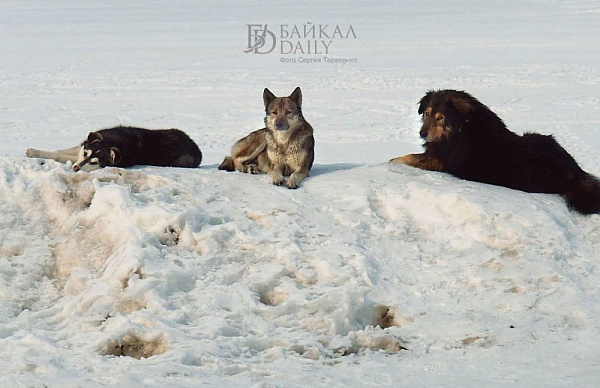 � ����-��� ������� ������ � ����� ���� ������ �� �����