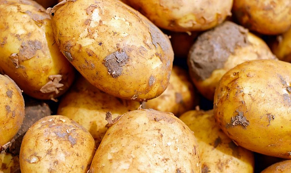 В улан-удэнской колонии собрали 700 тонн картофеля 